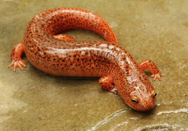 Northern Red Salamander